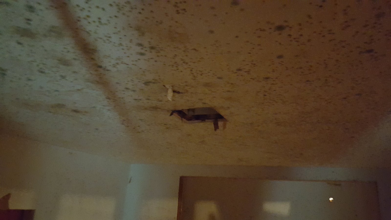 Mold growth on ceiling Connecticut home